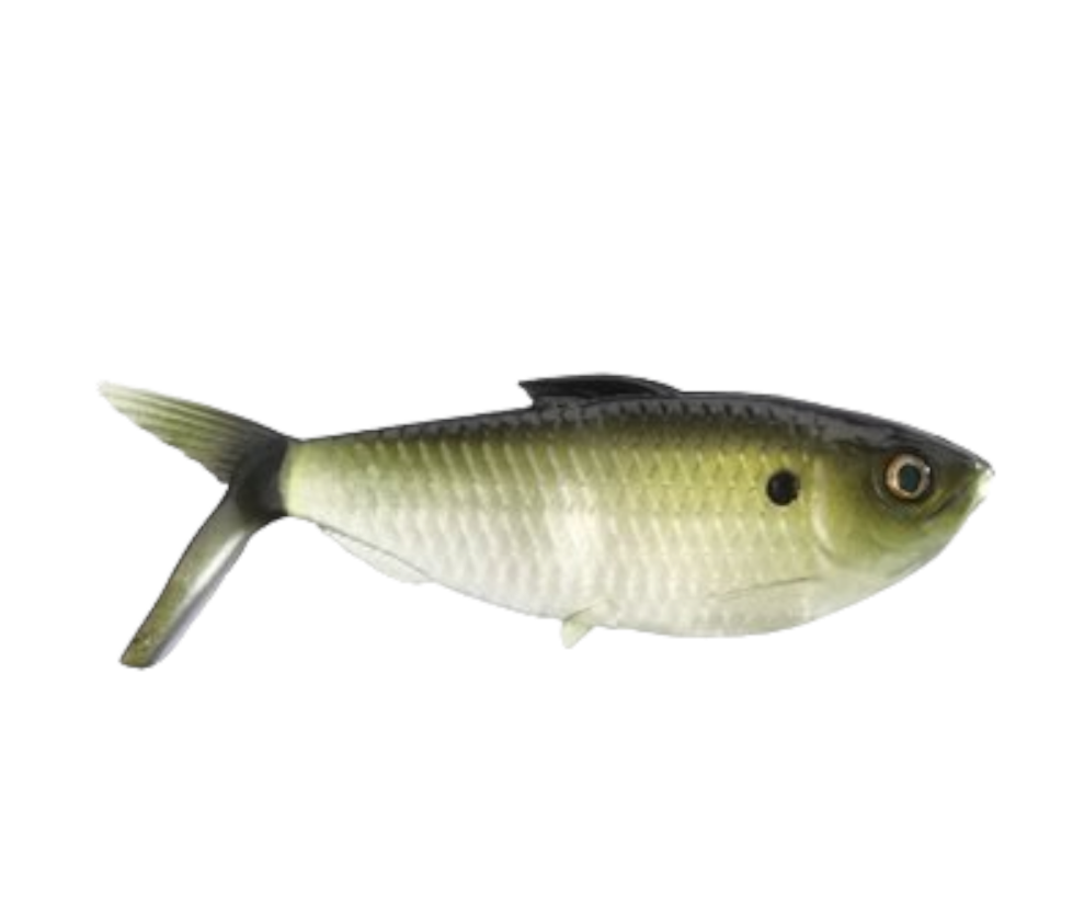 13 Fishing - Coalition Bait Co The Dine Swimbait 3pk