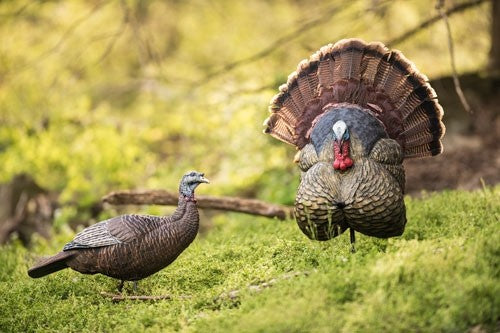 Flextone Thunder Creeper - Strutter Decoy W- Folding Fan